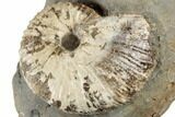 Fossil Ammonites (Hoploscaphites & Sphenodiscus) - South Dakota #189313-2